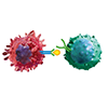 Immunsystem und Krebs